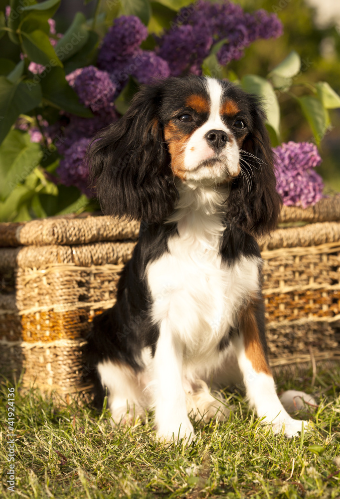 dog Cavalier king charles spaniel