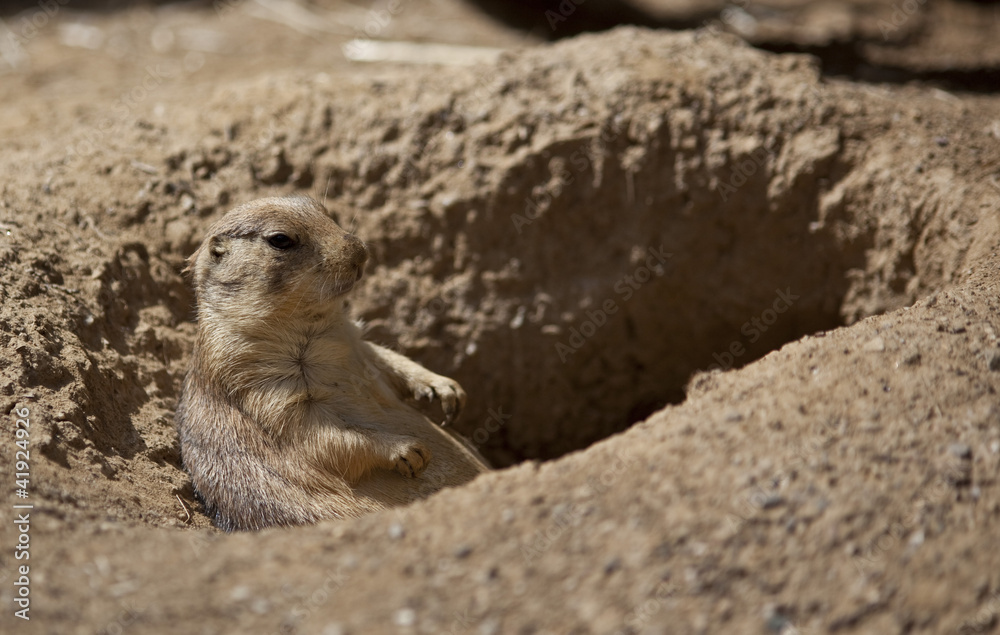 Otter Otter