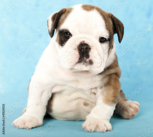 english Bulldog puppy