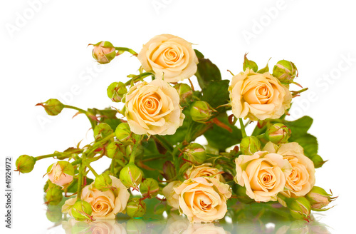 Small roses isolated on white