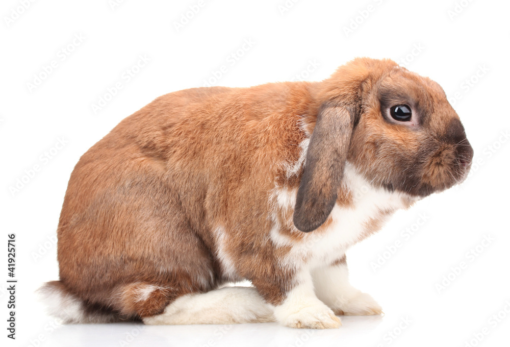 Fototapeta premium Lop-eared rabbit isolated on white