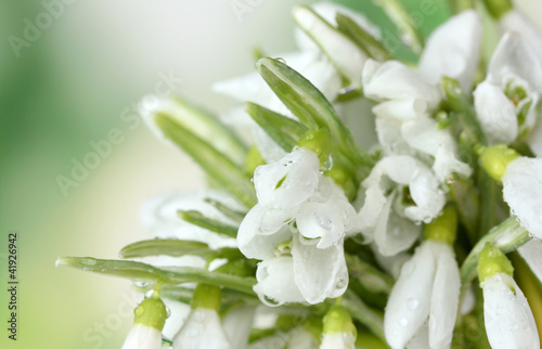 beautiful snowdrops on green background © Africa Studio