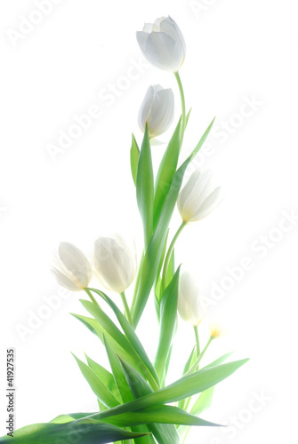 white tulips