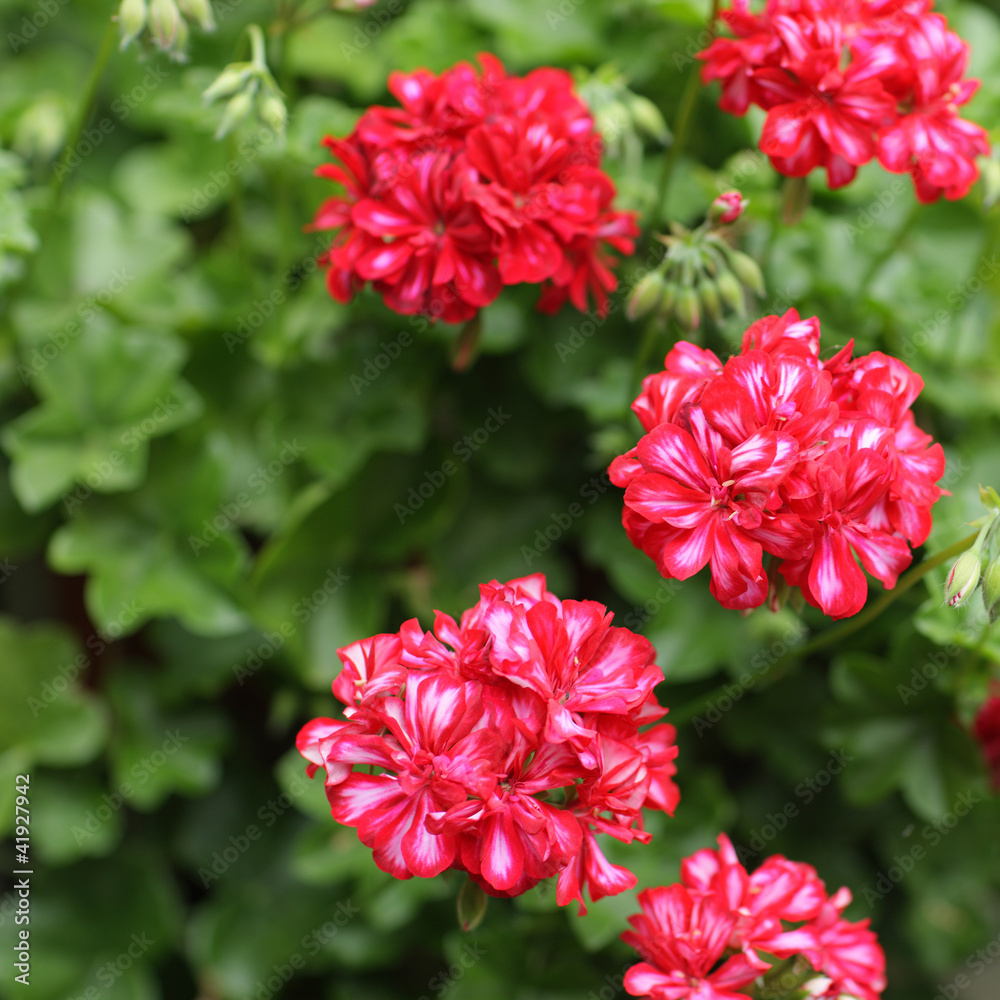 Geraniums Geraniums