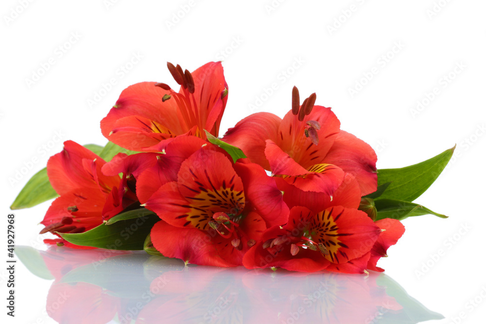 alstroemeria red flowers isolated on white alstroemeria red flowers isolated on white