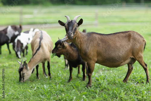 Photo family goat