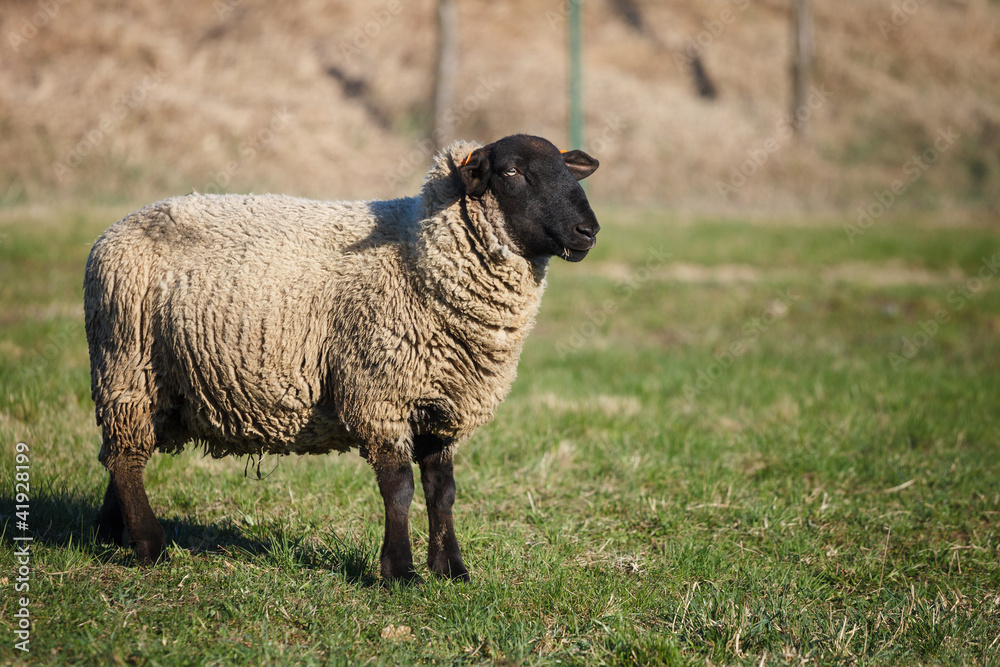 Suffolk black-faced sheep (Ovis aries) grazing on a meadow Suffolk black-faced sheep (Ovis aries) grazing on a meadow