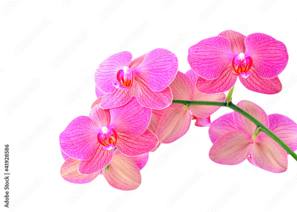 Naklejka premium Pink orchid flower, isolated on white background