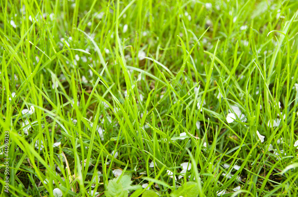 Petals are white in a green grass Petals are white in a green grass