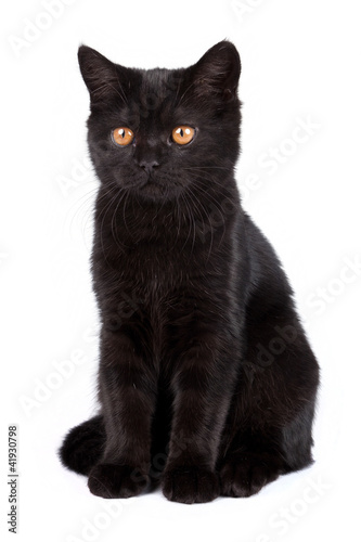 Black cat isolated on white