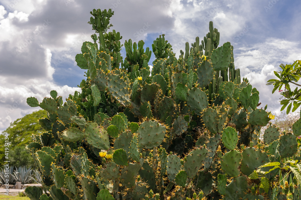 Yellow prickly pear cactus - garden costarica Yellow prickly pear cactus - garden costarica