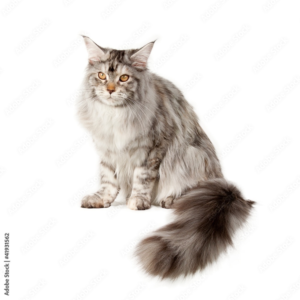 Obraz premium Głaskać kota