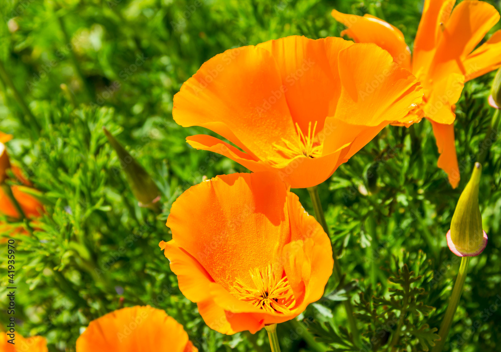 closeup of orange poppies on green field closeup of orange poppies on green field