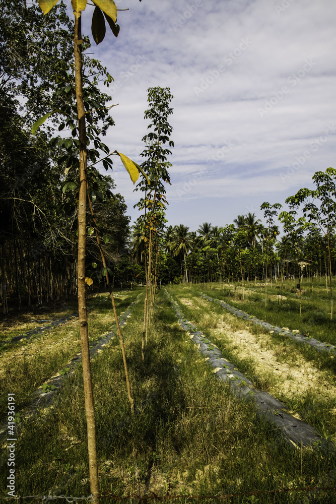 Obraz premium The rubber trees forest.