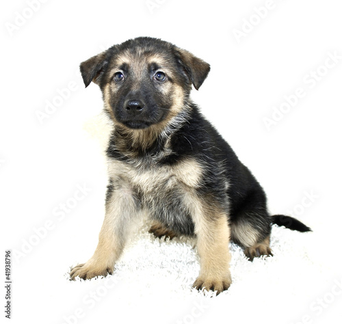 German Shepherd Puppy