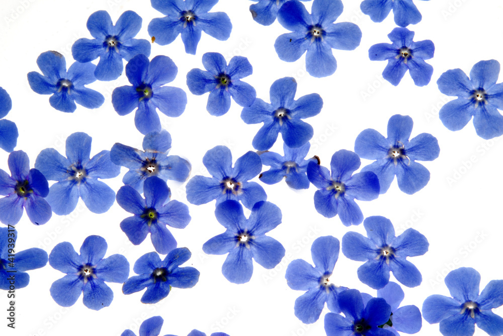 forget me not flowers