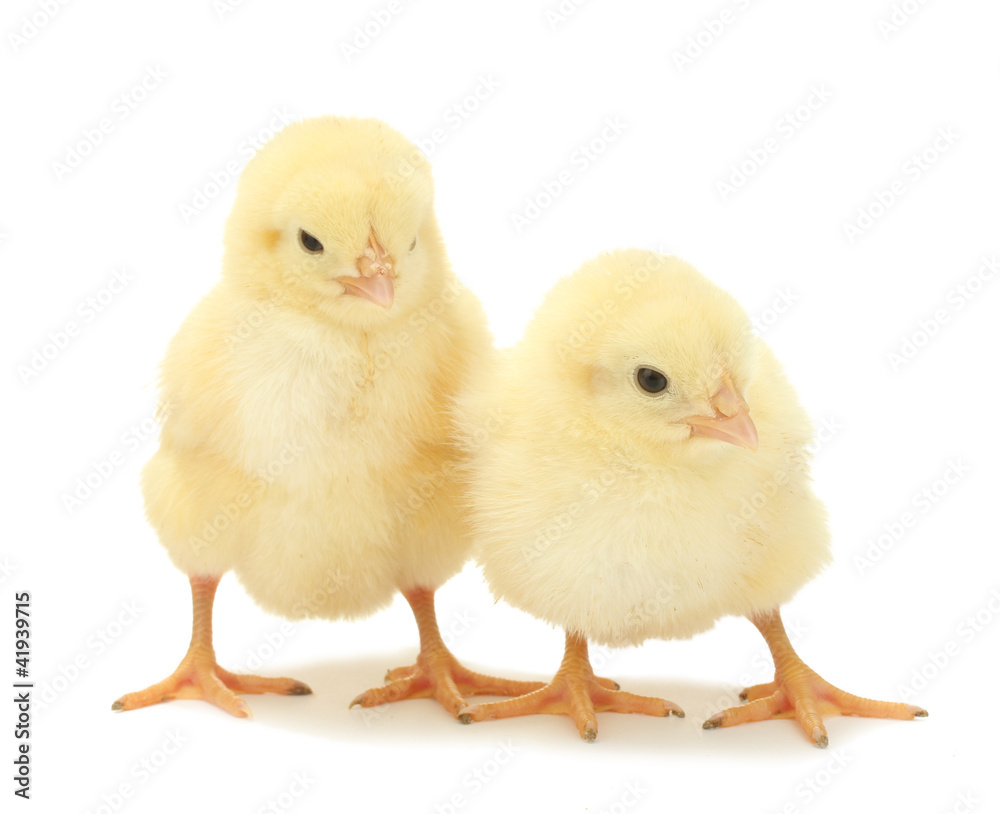 two yellow little chickens isolated on the white