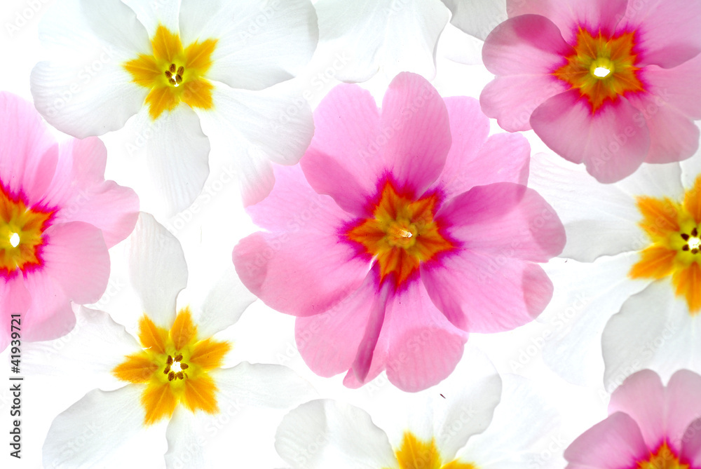 primula flowers primula flowers