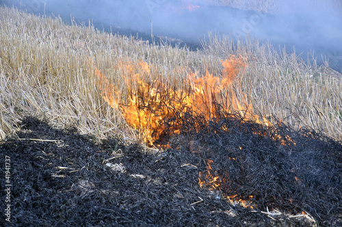Пожар на убранном поле. Горит стерня – нижняя часть стеблей © olegpchelov