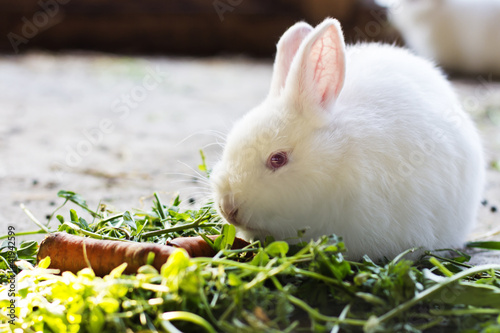 white rabbit eating grass and carrots