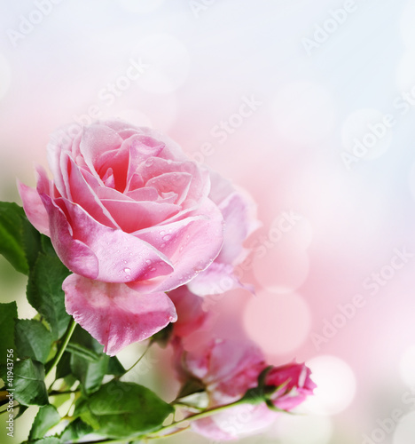 Fototapeta Naklejka Na Ścianę i Meble -  Rose in the garden