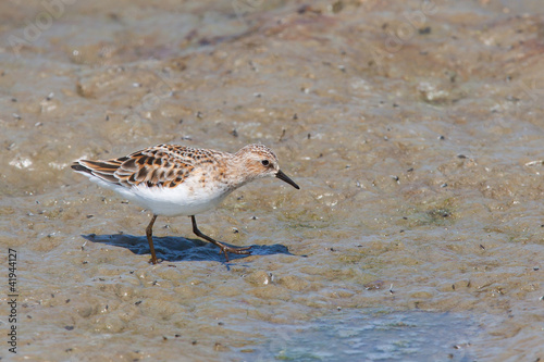 Little Stint (Calidris minuta) photo