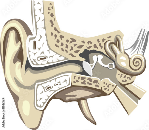 internal and middle ear