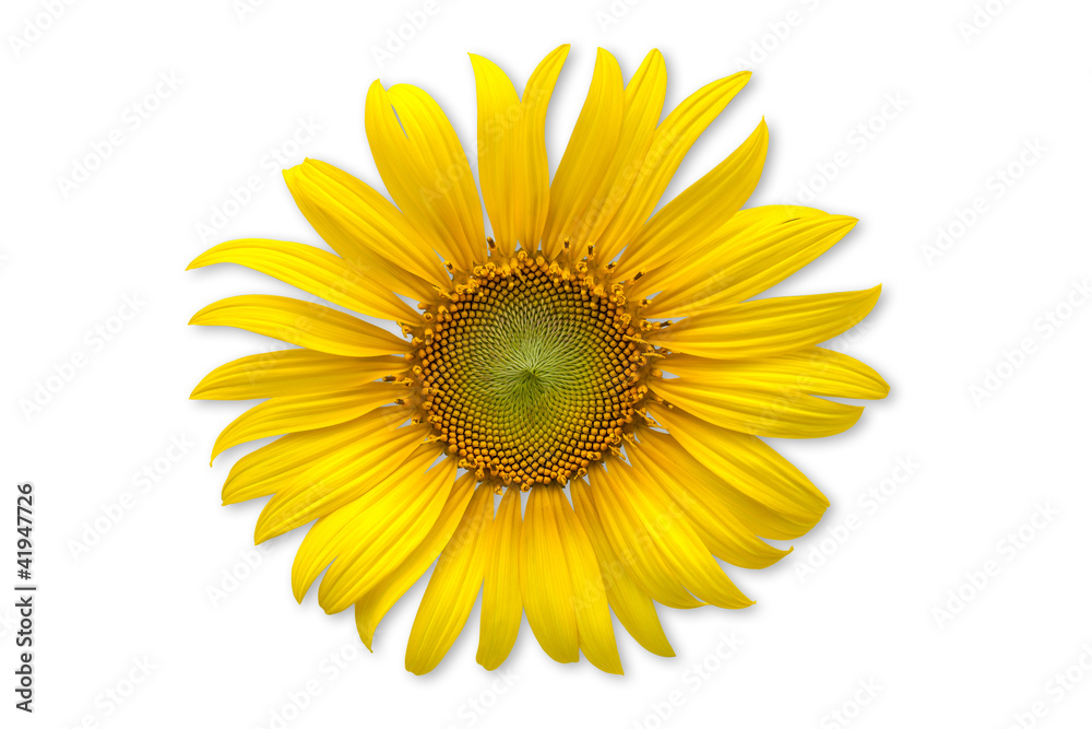Fototapeta premium Sunflower over orange background