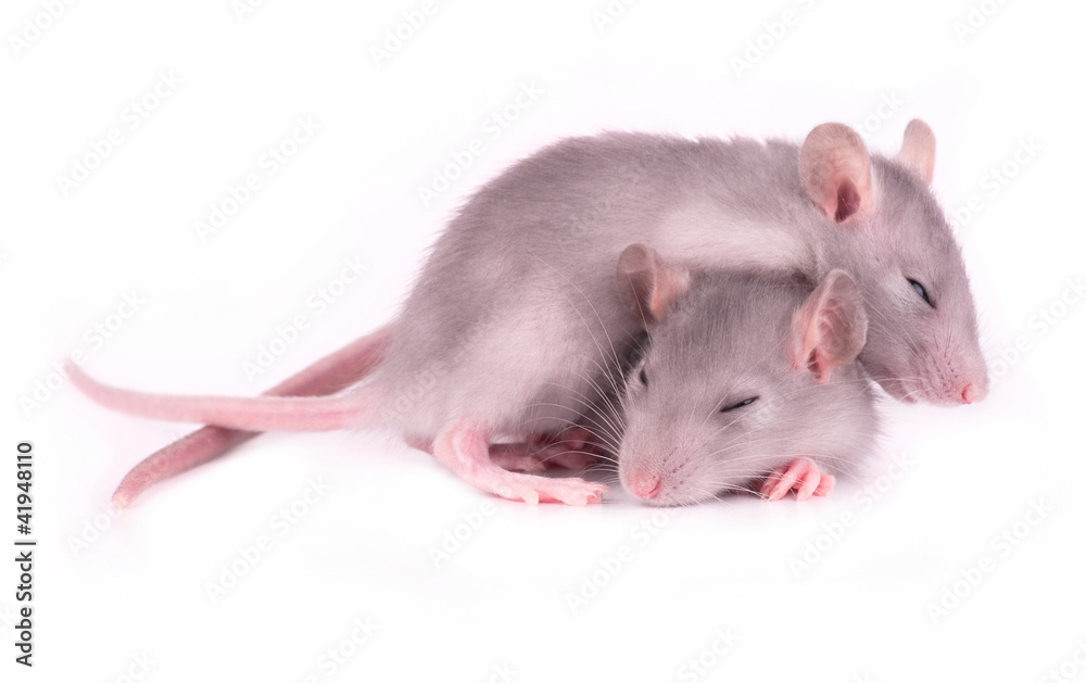 Picture of two tired rats sleeping on white background (1 month) Picture of two tired rats sleeping on white background (1 month)