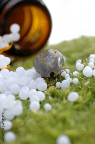 Vollgesogene Zecke mit Anti Zecken Globul photo