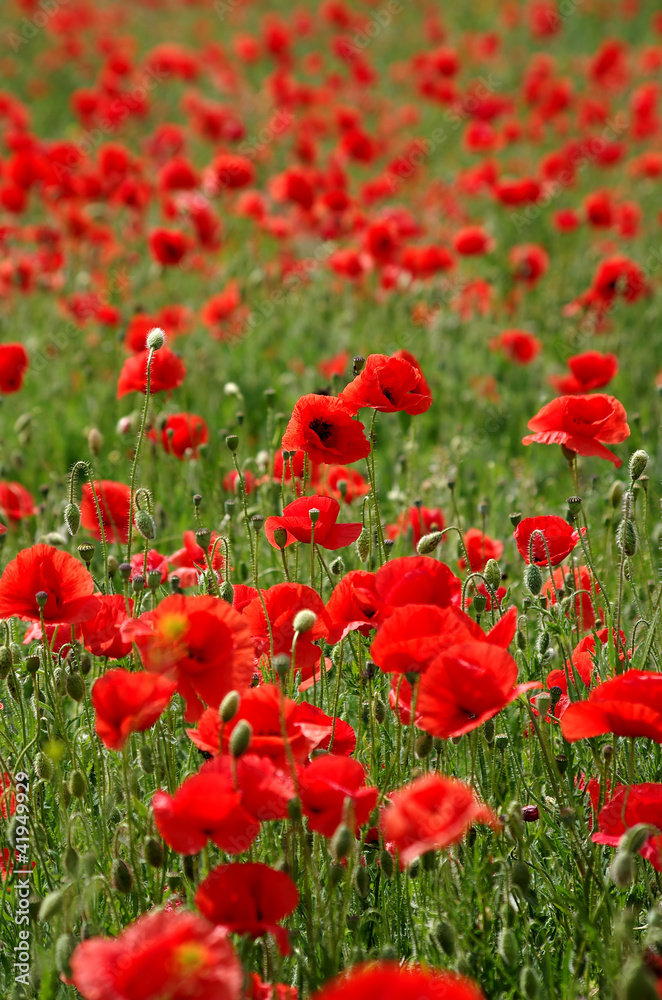 Poppy field Poppy field
