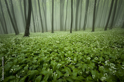 blooming forest with fog an...