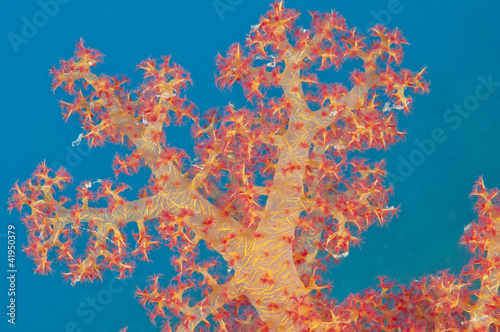 Closeup of tropical soft coral