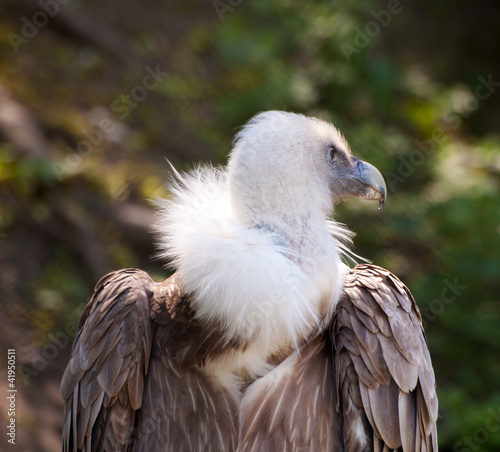 black vulture in city zoo