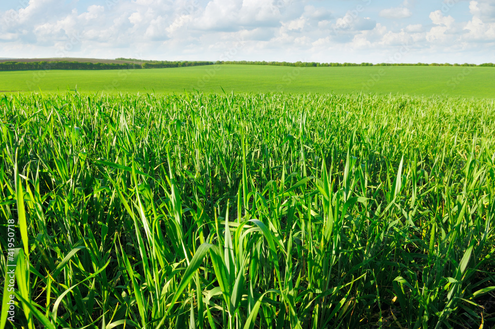 field of young wheat field of young wheat