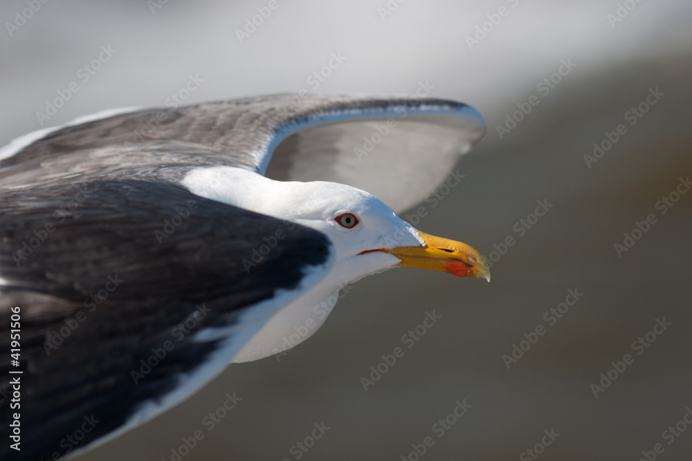 Fototapeta premium Lesser Black-backed Gull in flight