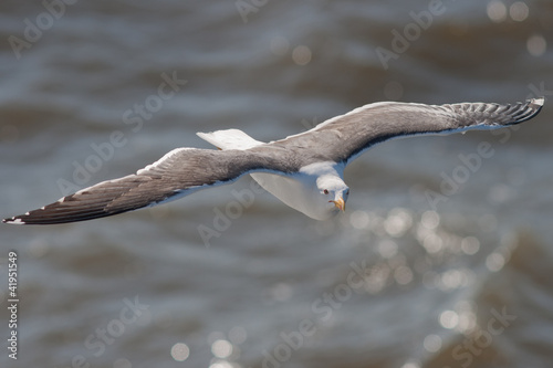 Lesser Black-backed Gull in flight photo