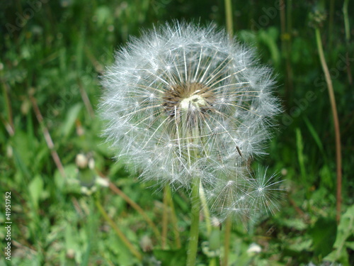 Dandelion fluffy seeds