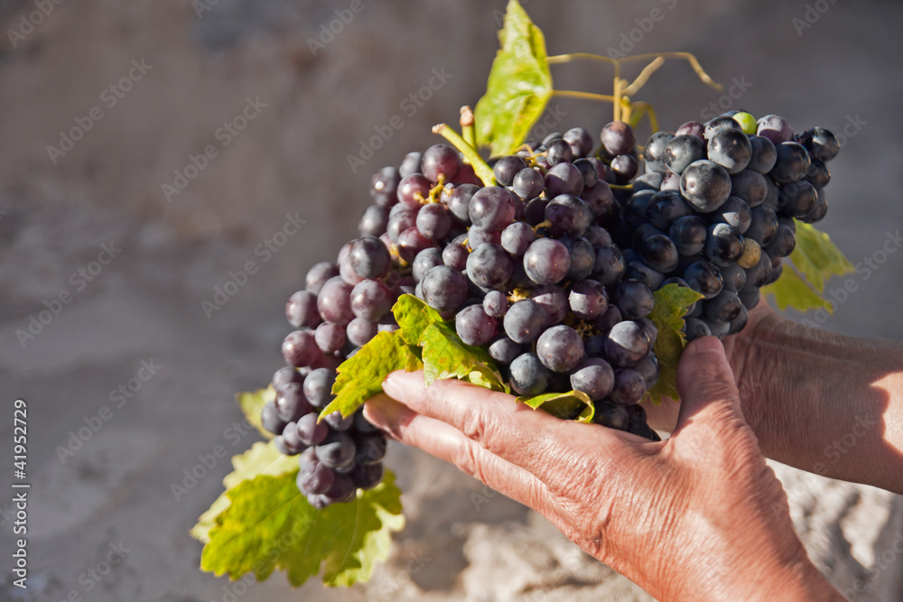 freshly picked grapes in hands