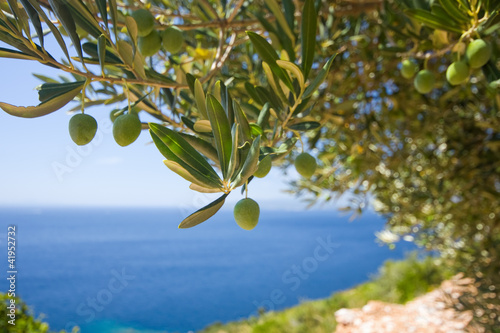 Obraz na plátně a olive tree on the sea background