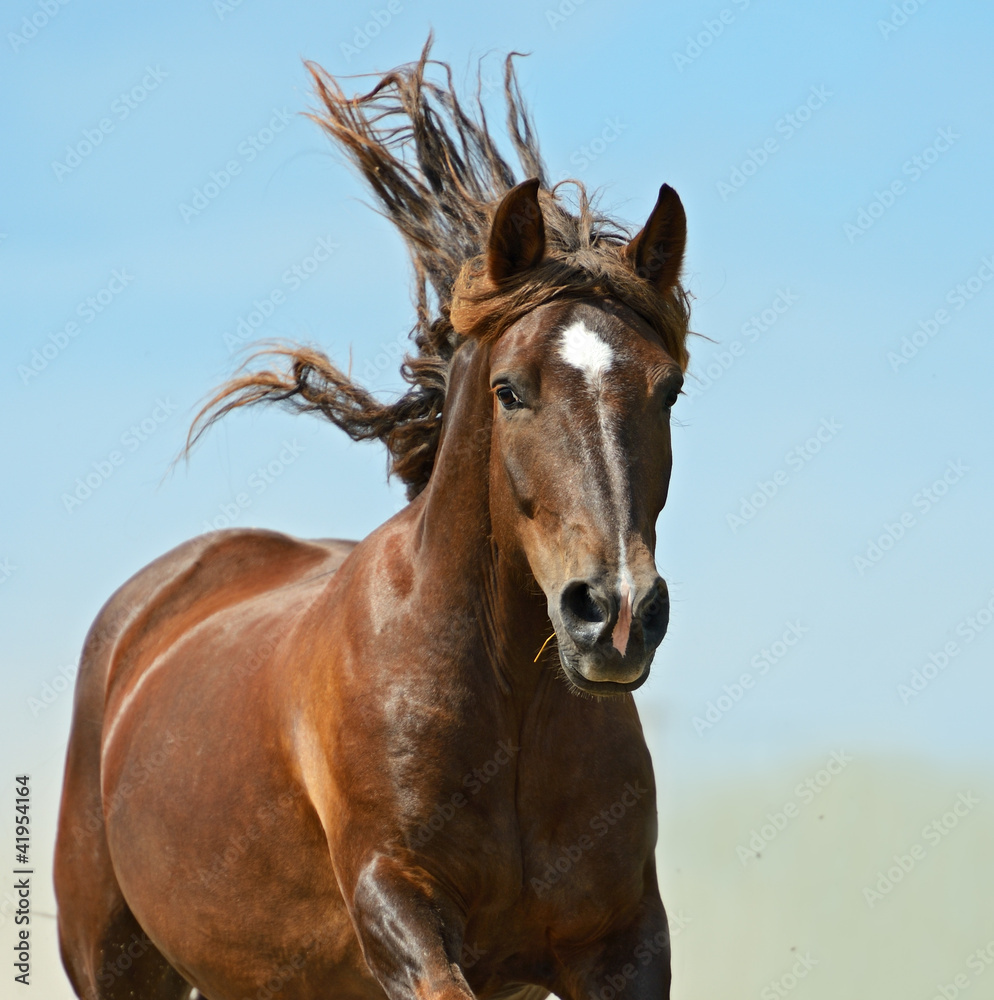 Horse Horse