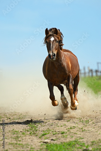 Horse