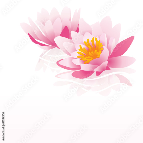 pink water lily vector illustration on white background