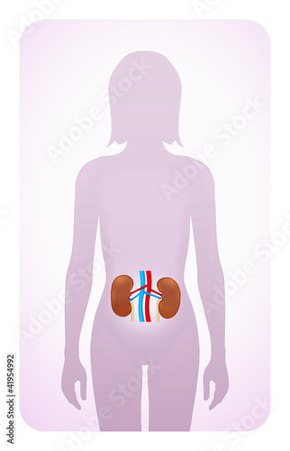 kidneys highlighted on the silhouette of a woman