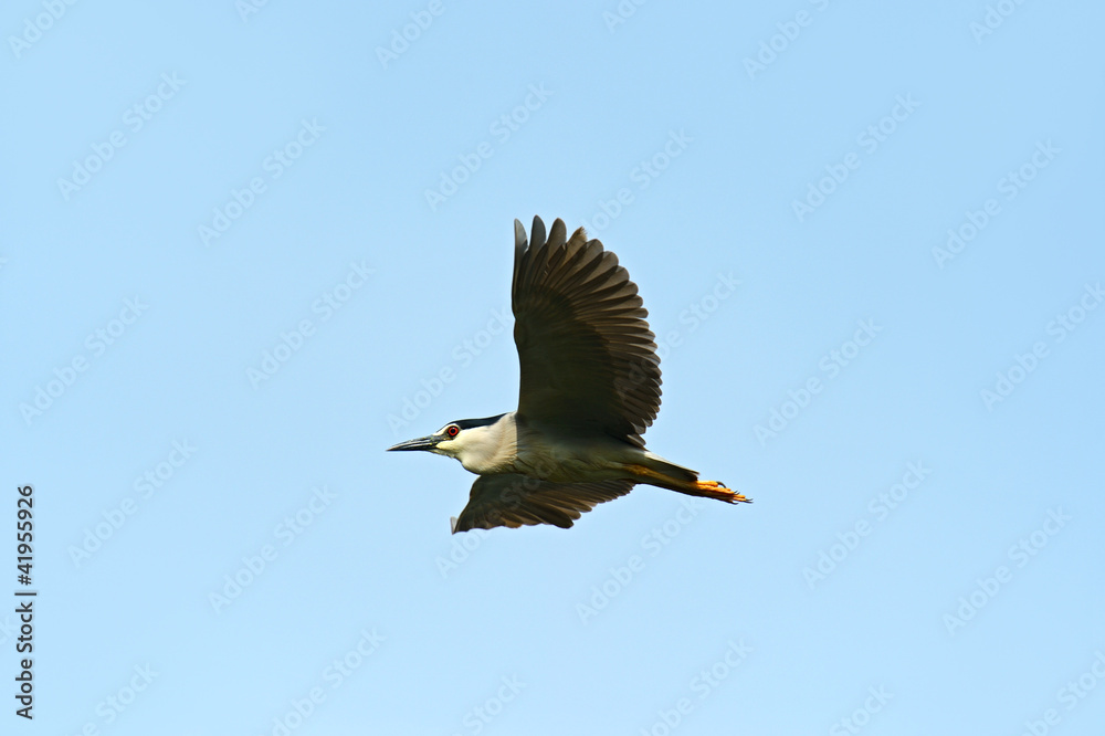 Obraz premium Black-crowned Night-Heron (Nycticorax nycticorax hoactli) ,Bird