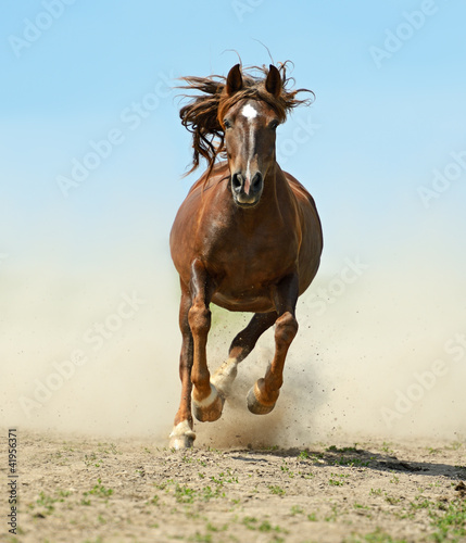 Fotografie, Tablou Horse