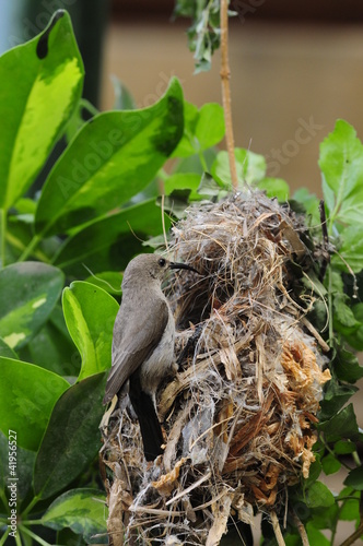 Fototapeta Naklejka Na Ścianę i Meble -  Female Sunbird feeding her newborn chicks in nest