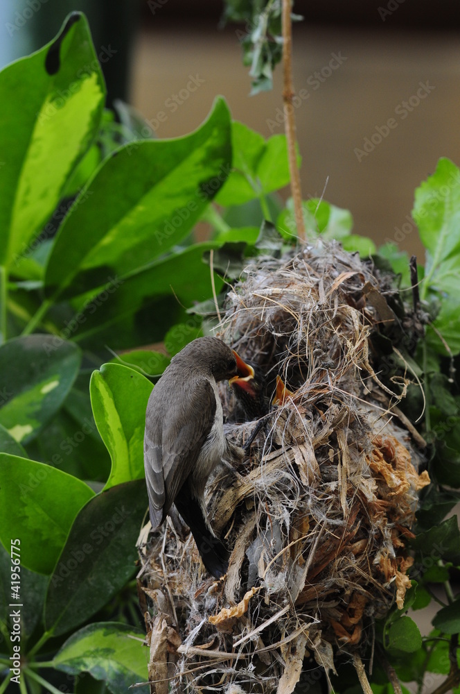 Female Sunbird feeding her newborn chicks in nest