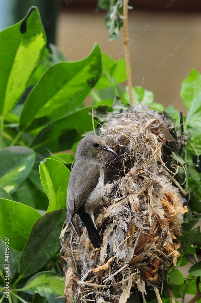 Female Sunbird feeding her newborn chicks in nest