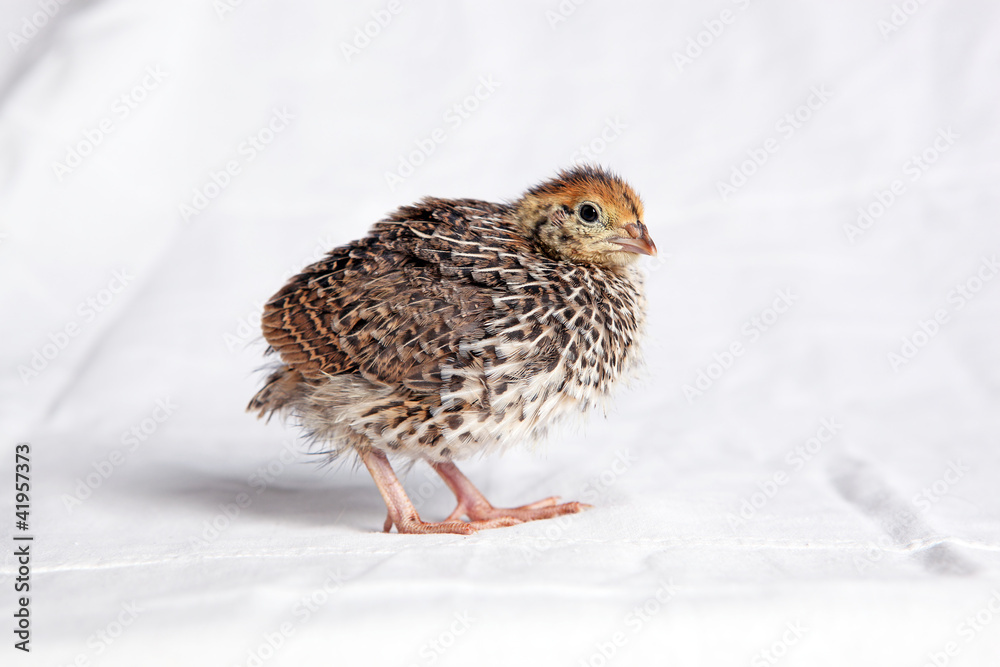 Obraz premium Quail chick two weeksd old